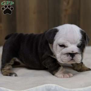 Misty Harbor, English Bulldog Puppy